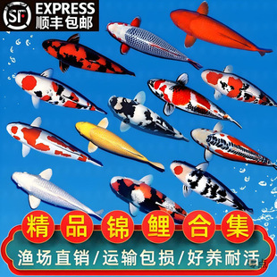 ���~�\���~��ˮ�^�p�~��ɫ�����~�B�����ͻ��廨�ݽ��~��ؔ�~