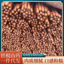 新鲜怀山药铁棍山药河南焦作温县垆怀山药铁锈红斑山药