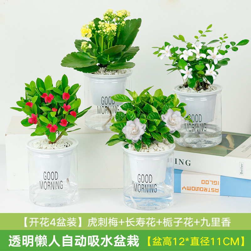 치자나무 4화분 + 철베고니아 + 구리향 + 카멜리아(흡수분지)와 비꽃