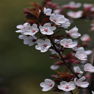 ���Ә�N�Ӽt�~��N�� ���~����N�� ����N�� �t�~����N��