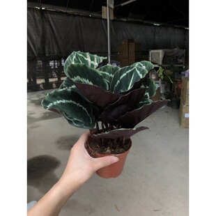 ����ֱ�N110#�������O��؈�۱��y�����҃��^�~�Gֲ��������