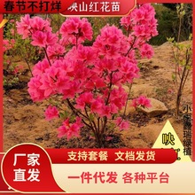 一件代发映山红树苗原生杜鹃花苗室内外植物花期长秋冬季带花苞春