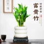 办公景观桌面植物荷花竹