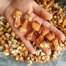 姬松茸品质保证各种规格齐全量大从优