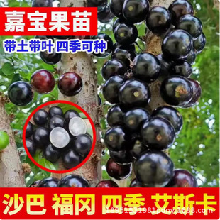 Authentic Garbo Fruit Saplings, Grape Fruit Seedlings, Potted Plants, Early-Growing Sabah in All Seasons, Planted in the North and South, Bearing Large Fruits in the Same Year