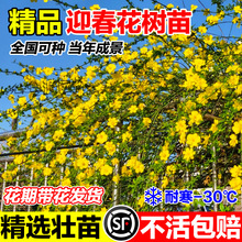 ӭ�������绨��ͥԺ�B�N����С��ֲ���_���ͺ�����G������