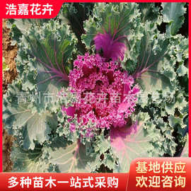 低价格批发抗冻羽衣甘蓝 图片 价格 官府大 冬季草花