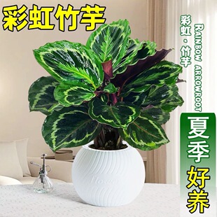 �ʺ���������ˮ���ȸ������~�Gֲ�ﻨ���҃��ļ������ȩ���B��