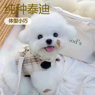 纯种香槟泰迪犬幼犬活体狗狗茶杯犬小型玩赏犬家庭伴侣犬宠物幼崽