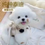 纯种家庭幼犬活体玩赏犬