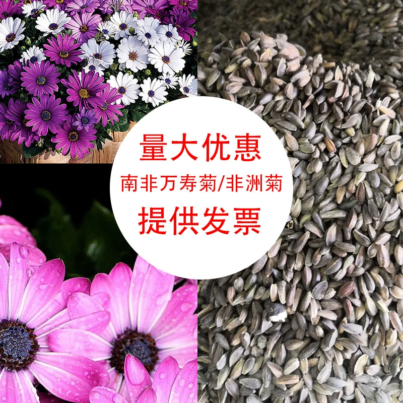 Двор горшечный пейзаж календулы большой цветок гибискуса Семена сетка семена Южная Африка календулы семена цветов оптом