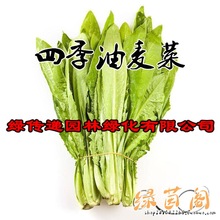 耐热四季油麦菜种子籽质脆鲜嫩清香青菜庭院盆栽四季播种蔬菜种孑