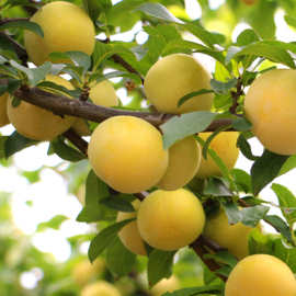 基地批发蜂蜜冰糖李子苗 成活率高蜂糖李果树苗 果园果树李子树苗