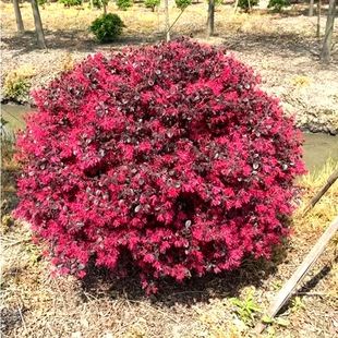 Red-Flowered Hibiscus Ball Villa Courtyard Greening Seedlings All Year Round Long Red Flower Shrub Bonsai Red-Flowered Hibiscus Sapling Green Hedge