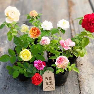 С���¼������֭�̨�_��õ��Gֲ�҃������ļ����B�����Nޱ����