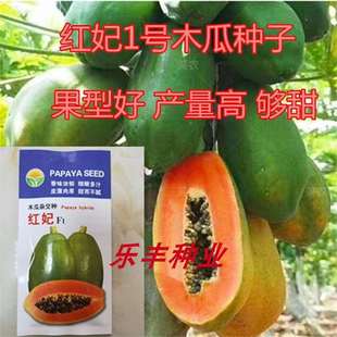 Raw Fruit Hongfei No. 1 Papaya Fruit Papaya Seeds Heat-Resistant Germination Rate High Papaya Saplings 300 Capsules