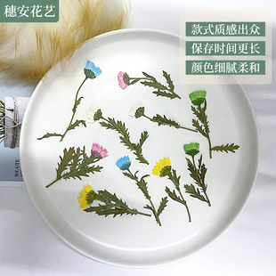 Embossed Dried Flowers Dyed with Branches Side-Pressed Crystal Chrysanthemum DIY Jewelry Glue Phone Case Flowers Dried Flowers Art Photo Ornaments