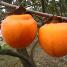 柿树苗庭院种植日本甜柿子果树苗脆甜无核裸根甜脆授粉