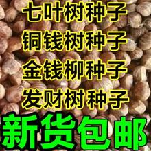 七叶树种子 红花 籽 铜钱树种子  青钱柳 金钱柳种子 发财树种子