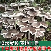 正宗鸡枞菌新鲜菌种家种菌包伞把菇纯野生菌菇三塔菌荔枝菌四季种