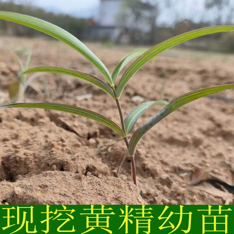 包邮 黄精种植苗黄精种子新鲜鸡头黄精苗老虎姜种苗滋补药材