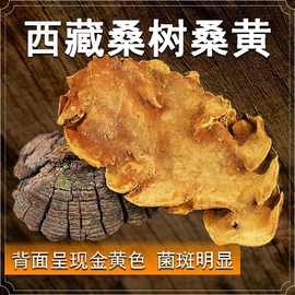 桑黄野生西藏桑树桑黄35年桑黄灵芝金边切块磨粉非长白山