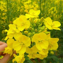 景观高产油菜种子矮杆耐寒抗倒早熟油菜籽种油率高油菜花种子