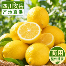 安岳黄柠檬尤力克皮薄多汁商用奶茶店专用柠檬茶新鲜水果整件批发