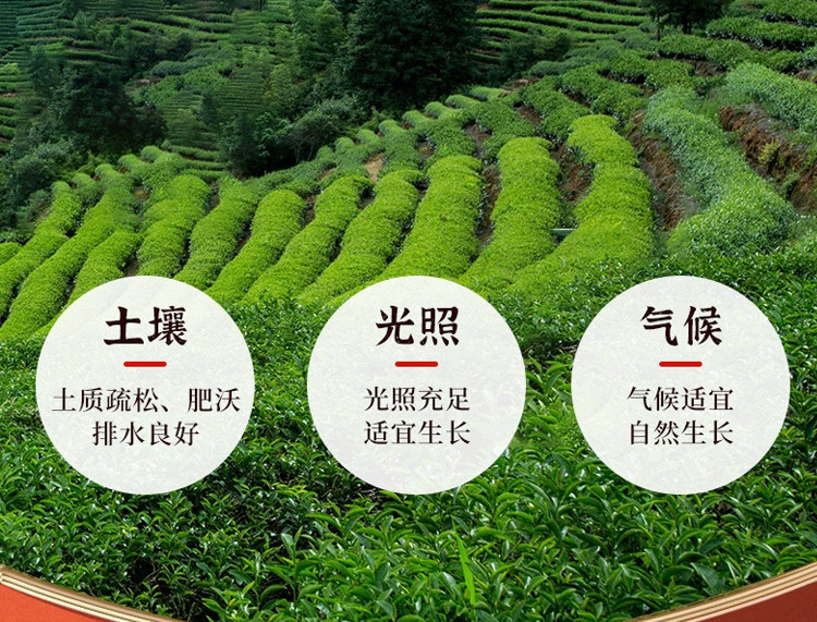 Myrrh Mo Yao Dried Resin 500g Premium Natural Chinese Herb for Decoction and Powder quality and texture
