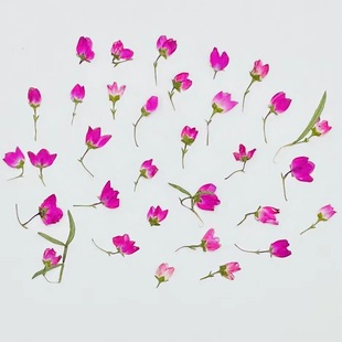 ��ɫ���_���滨�ɻ�������ֲ��˱�ins���е��z�ƷѺ��DIY�Y��