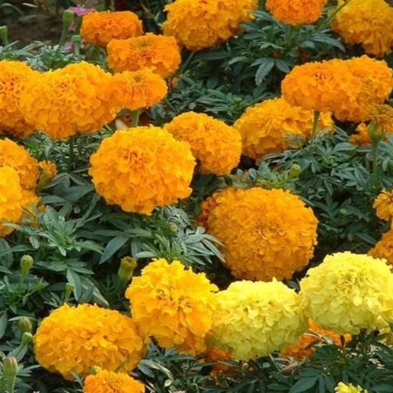 Semillas de flores semillas de cuatro estaciones al por mayor estrella de sol cosmosa de flores