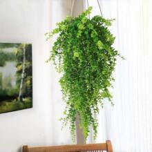 ���R�d�羳���N�����ȼ����������@ֲ�����b�����~����Gֲ