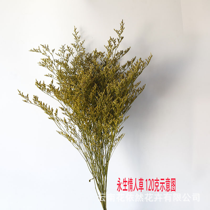 Flor seca Flor eterna Gypsophila Bola de oro No me olvides Flor seca Rosa hoja de eucalipto Pine Fruit Lover Grass al por mayor