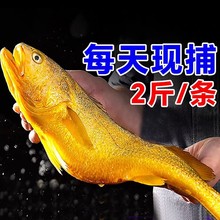 �r�����S�~���r���r�r����r�S�~���~�����خa�S���~800g-1000g�b