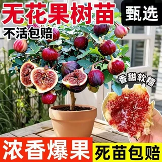 大棵无花果花卉绿植盆栽苗懒人阳台花卉庭院可以食用好养绿植盆栽
