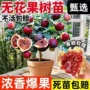 盆栽食用可以庭院花卉
