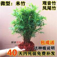 ̨҃[žGֲ^辰^pͥԺPβֲ