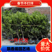 Ĵ~ɠĚ ޽ĚȘӘ Ě ӹ