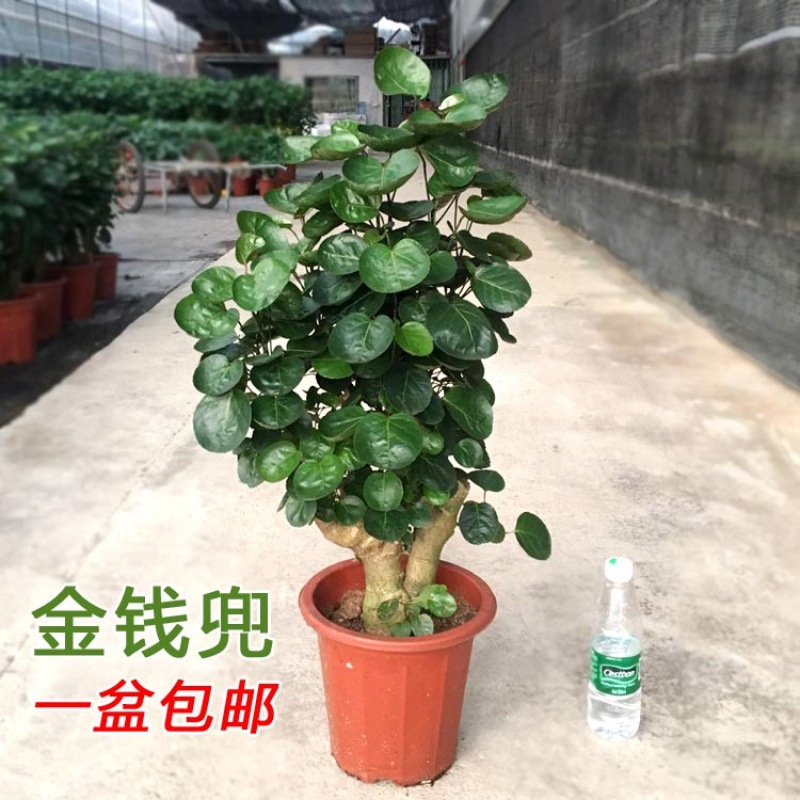Money Tree Potted Big Money Bag Tree Money Tong Fu Lu Round Leaf Tong Money Tree Qian Duoduo Fortune Tree Indoor Green Planting