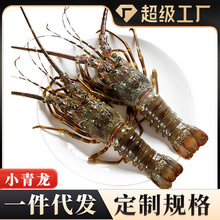 小青龙活冻大龙虾野生大虾速冻波士顿龙虾海鲜鲜活批发一件代发