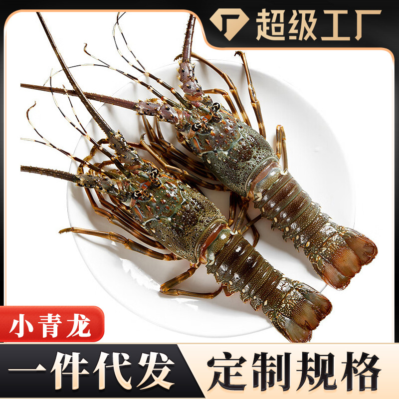 小青龙活冻大龙虾野生大虾速冻波士顿龙虾海鲜鲜活批发一件代发