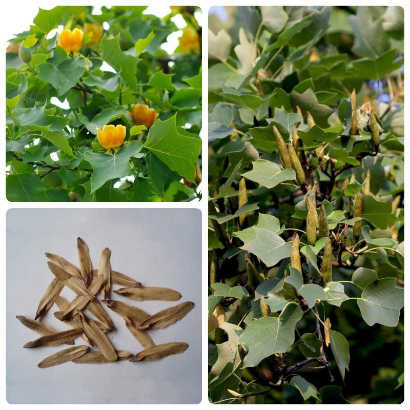 Семена лириодендрона chinense дерево форма листа своеобразный Цветок красивые декоративные виды деревьев Лиственные семена деревьев