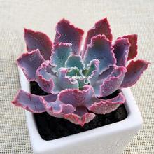 ϼֲ֮MϠBɐõҞľͯӼtʯϘ