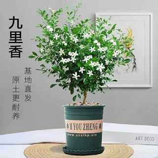 九里香盆栽茉莉花绿植室内驱蚊四季带花苞七里香水培盆景开花植物
