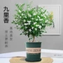 水培驱蚊盆栽植物盆景