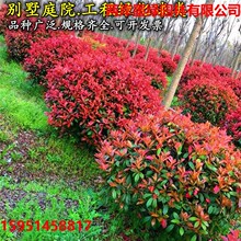 大叶黄杨球龟甲冬青红叶石楠树苗瓜子小叶女贞金森绿化球庭院园林