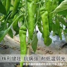 皱皮辣218种子大全薄皮长羊角型辣椒种籽原装种子孑大全批发代发