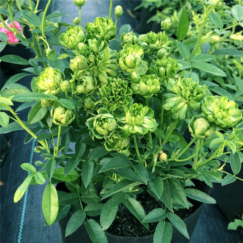 Китайский древний сорт Рассада розы Зеленая чашечка Зеленый цветок Роза Четыре сезона Открытый цветок Зеленое растение в горшке Большая рассада