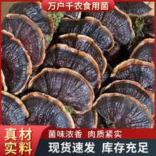 山东金边灵芝小灵芝散装食用农产品煲汤灵芝大号金边灵芝