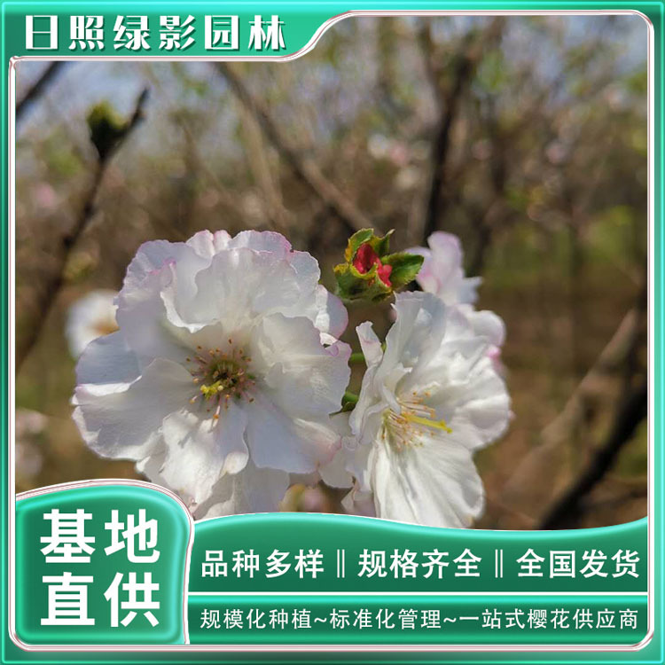 14733133805614267297 副本.jpg